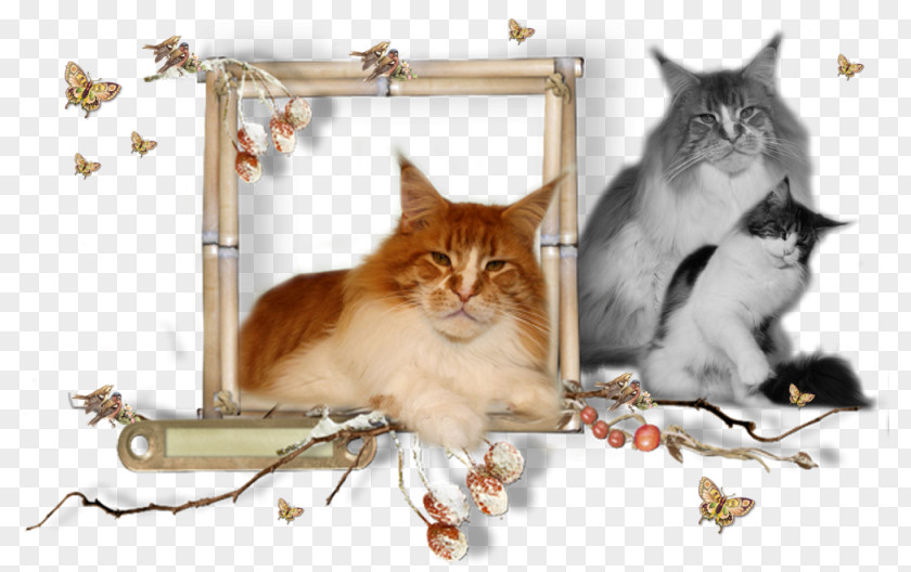 Kitten Maine Coon Whiskers Raccoon PNG