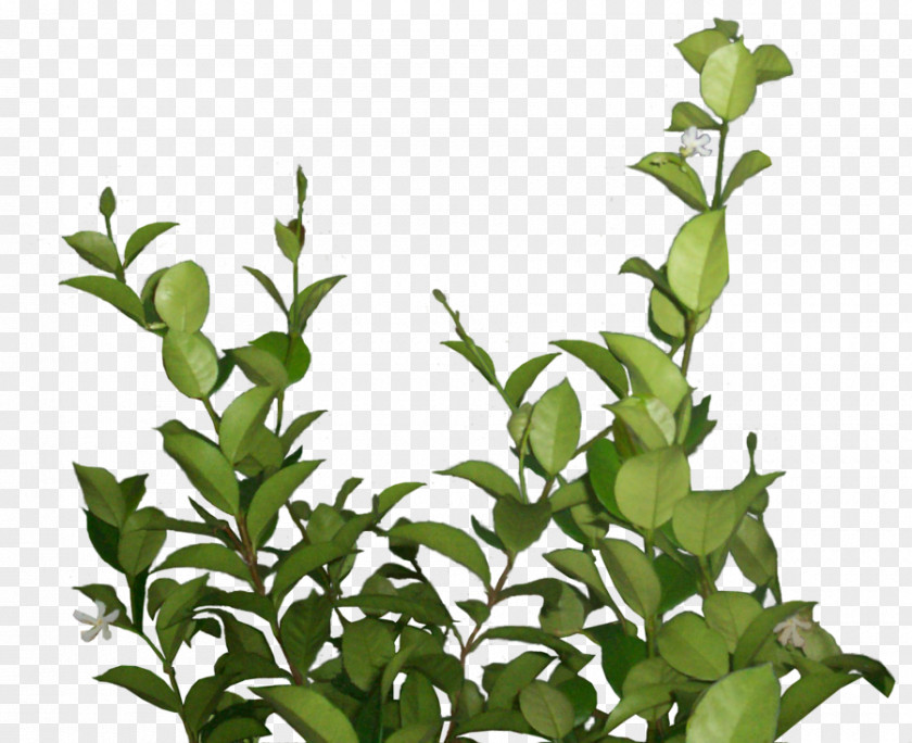 Leaf Fern PNG