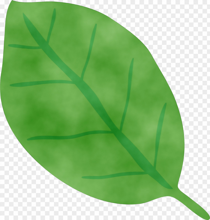 Leaf Green Biology Plant Structure Plants PNG