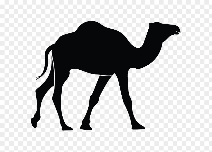 Symbol Dromedary Bactrian Camel Clip Art PNG