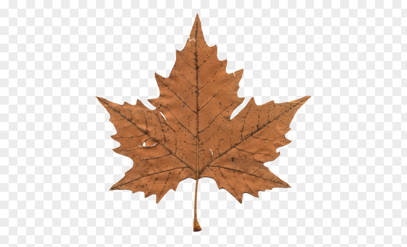 The Leaf Maple Canada Clip Art PNG