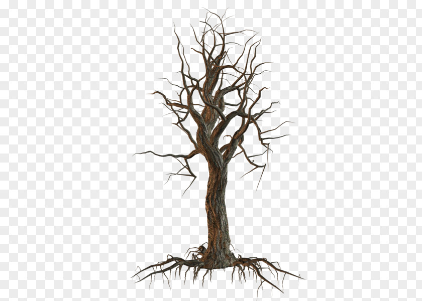 Tree Clip Art PNG