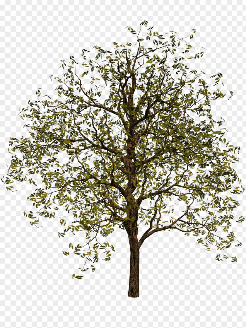 Tree Digital Image Clip Art PNG