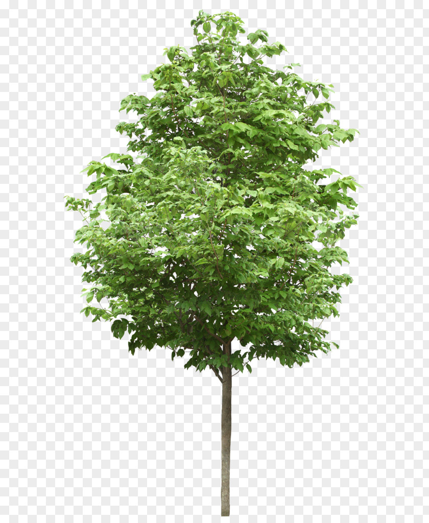 Tree Small Trees Birch Deciduous Stock Photography PNG