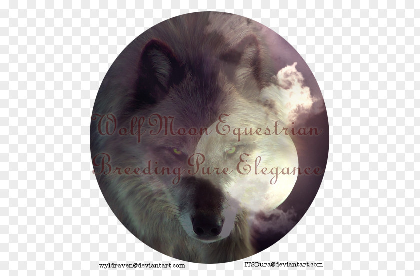 Wolf And Moon Snout Dog Fur Whiskers Mammal PNG