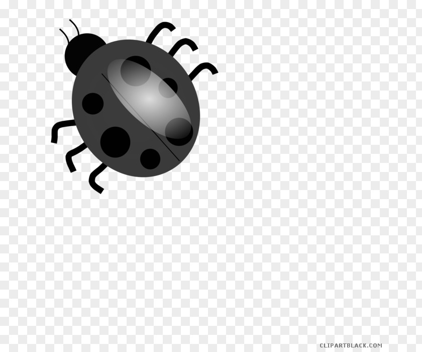 Black Ladybug Clip Art Vector Graphics Ladybird Beetle Free Content PNG