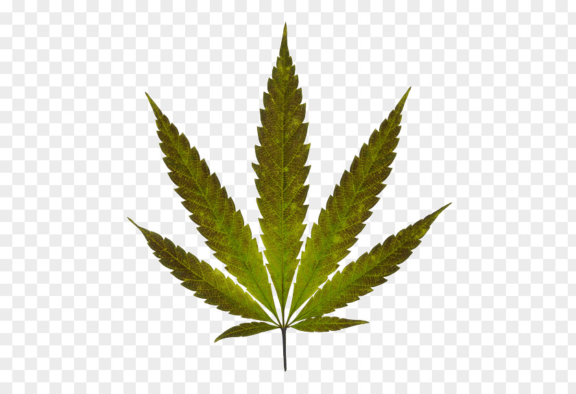 Cannabis Medical Sativa PNG