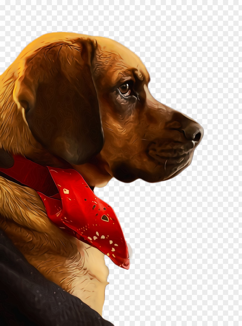 Ear Vizsla Cute Dog PNG