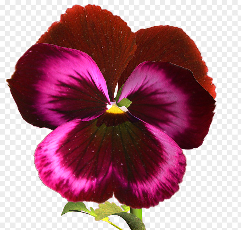 Flower Pansy Lossless Compression Clip Art PNG