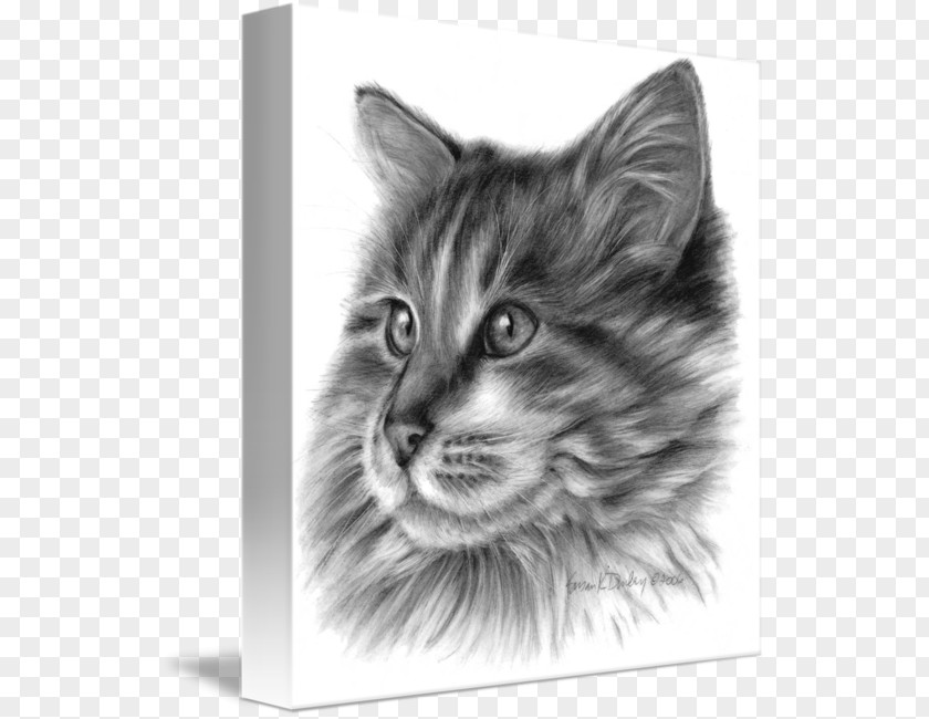 Kitten Maine Coon Norwegian Forest Cat Nebelung Domestic Long-haired Whiskers PNG