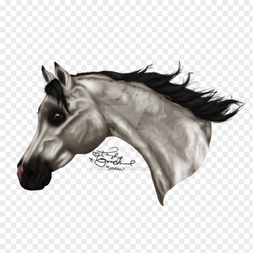 Arabian Horse Mane Mustang Halter Pony Stallion PNG