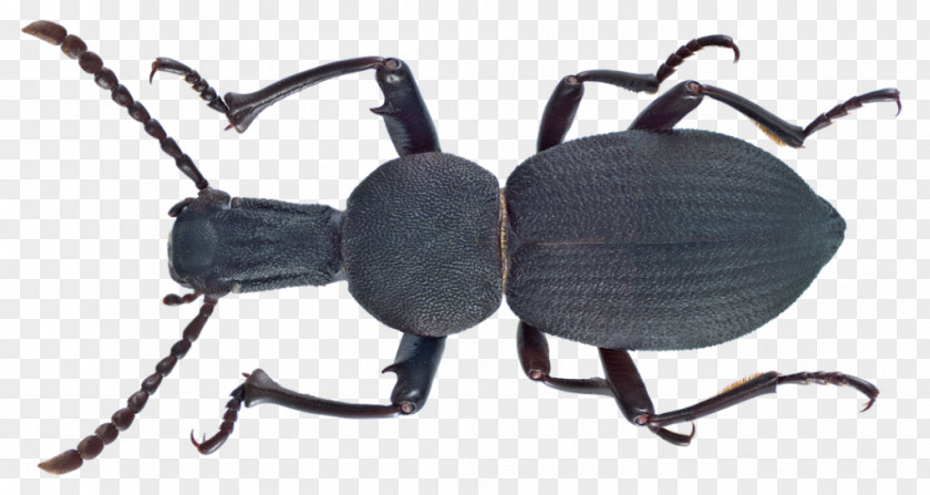 Ground Beetle Darkling Beetles Insect PNG