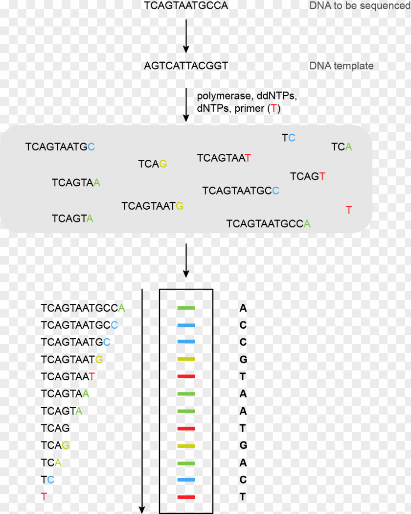 Line Brand Organization Angle PNG