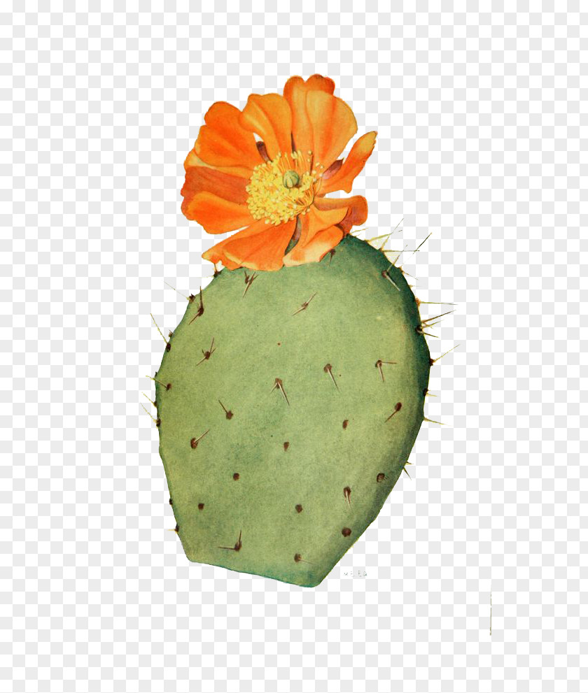 Watercolor Cactus Cactaceae Drawing Flower Prickly Pear Illustration PNG