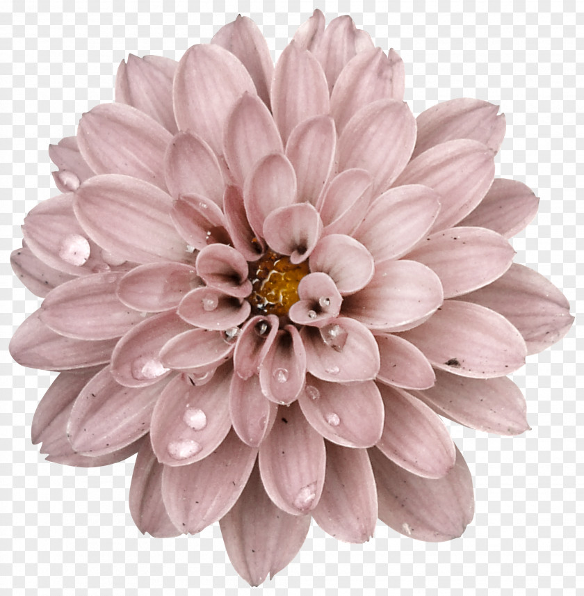 Aster Gerbera Flowers Background PNG