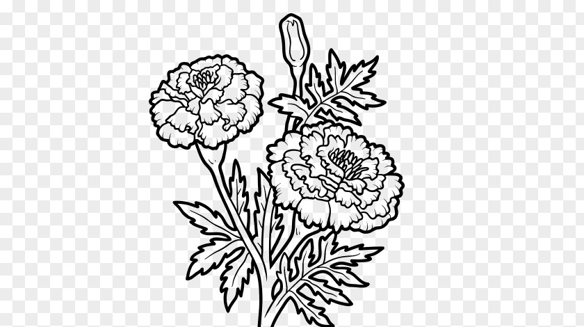 Flower Mexican Marigold Drawing PNG