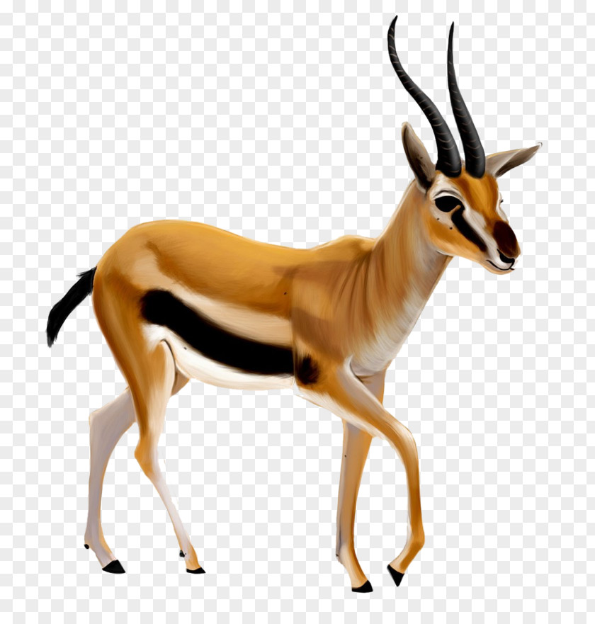 Gazelle Clip Art PNG