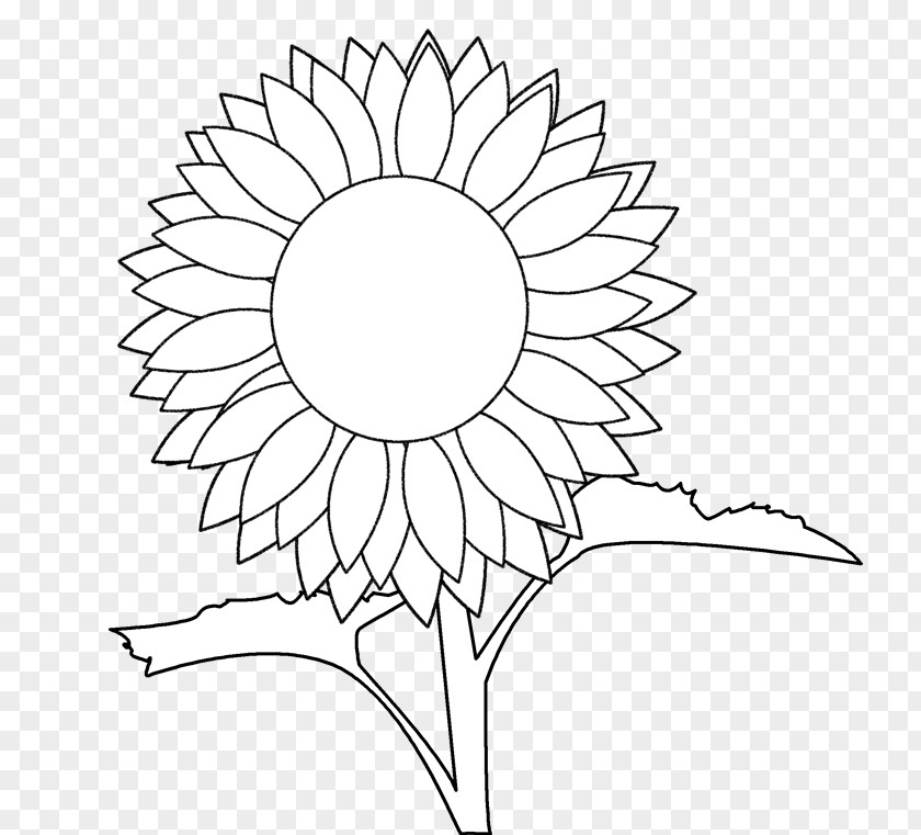 Greek Vase Template Common Sunflower Coloring Book Drawing PNG
