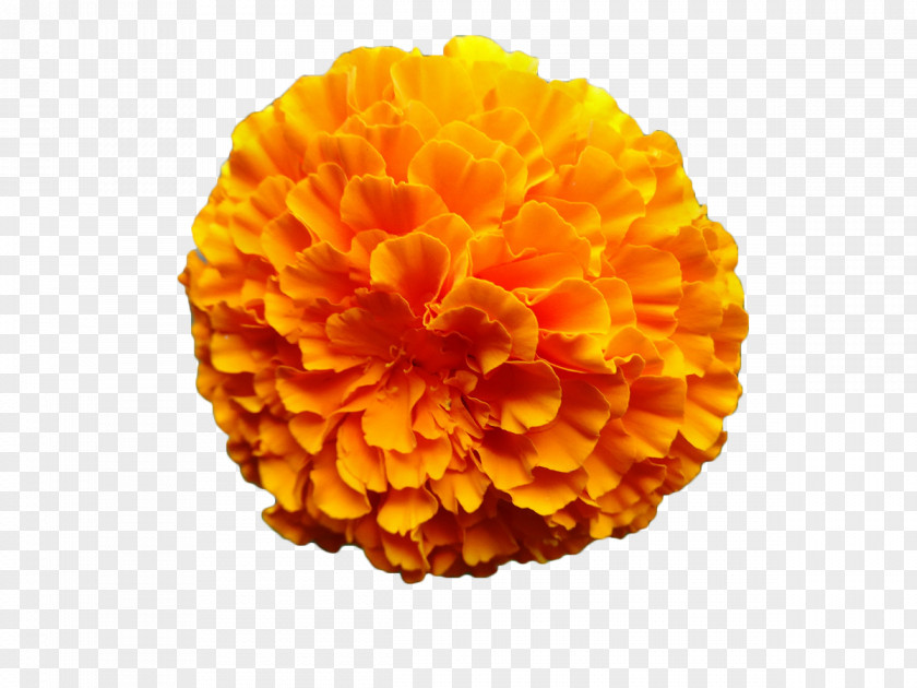 Marigold Flower Mexican Calendula Officinalis Orange PNG