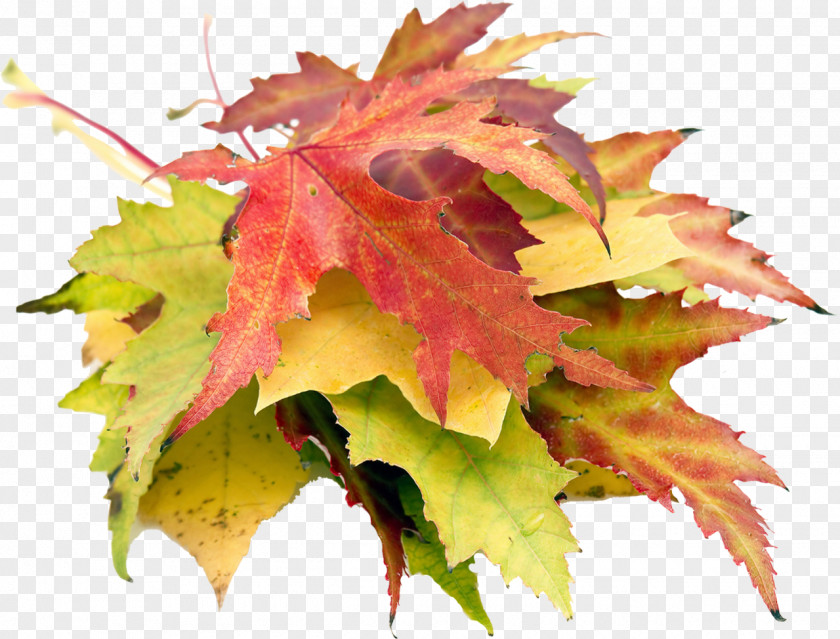 Autumn Leaves Maple Leaf Photography PNG