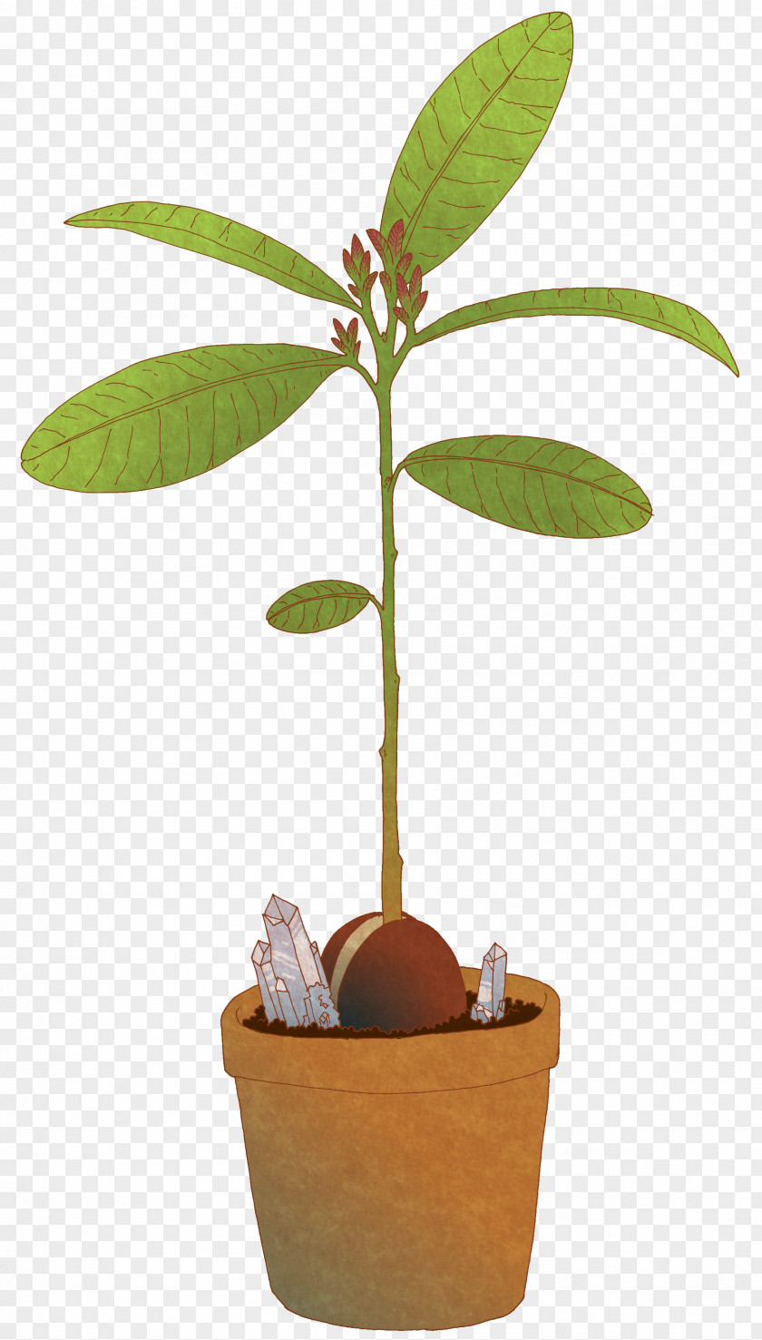 Avocado Tree Plant Drawing PNG