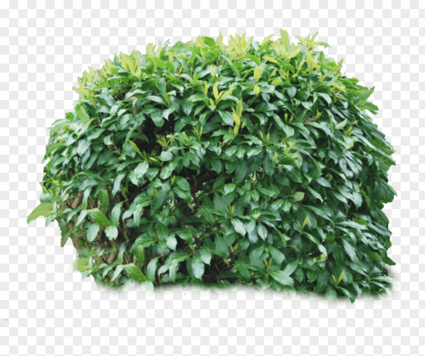 Plants Shrub Tree Clip Art PNG