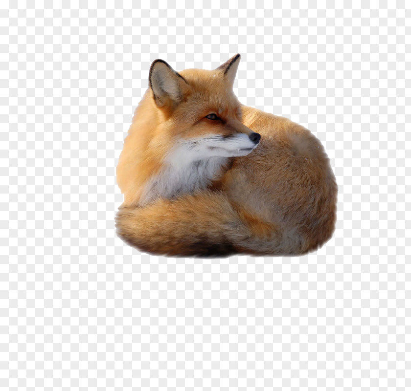 Fox Red Clip Art PNG