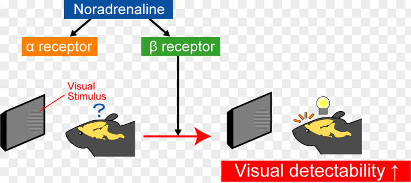 Hormone Secretion Beta-2 Adrenergic Receptor Beta-adrenergic Agonist Norepinephrine PNG