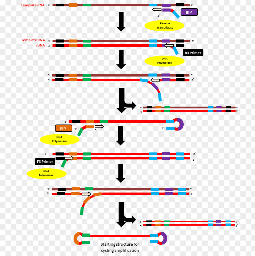 Method Reverse Transcription Loop-mediated Isothermal Amplification Polymerase Chain Reaction Transcriptase Primer PNG