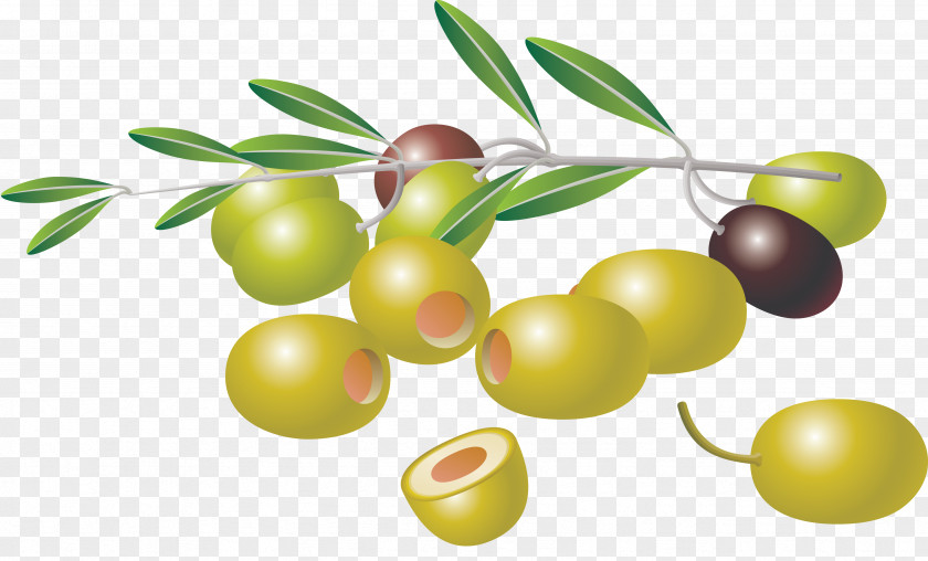 Olives Olive Branch Clip Art PNG