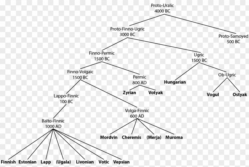 Tree Branch Uralic Languages Hungarian Language Family Finnish PNG