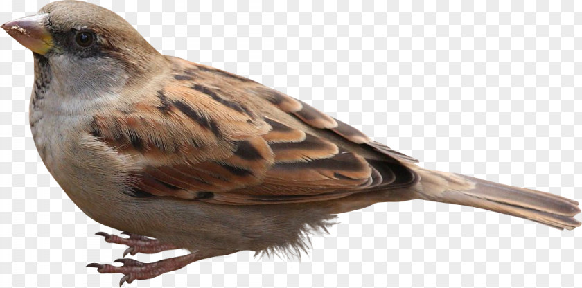 Birds House Sparrow Bird Eurasian Tree PNG