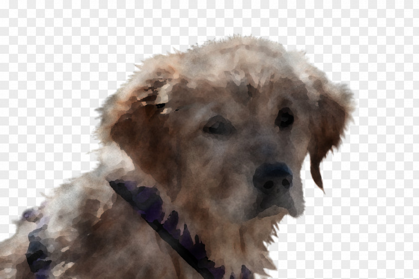 Dog Terrier Goldendoodle Sporting Group Puppy PNG