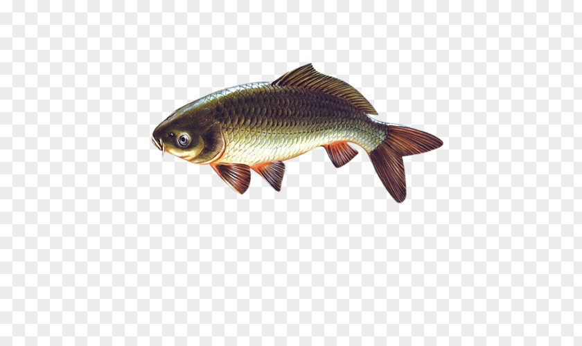 Fish PNG