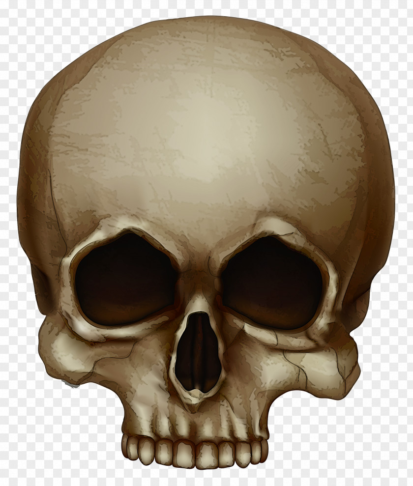 Skeleton Jaw Bone Skull Head Forehead Chin PNG