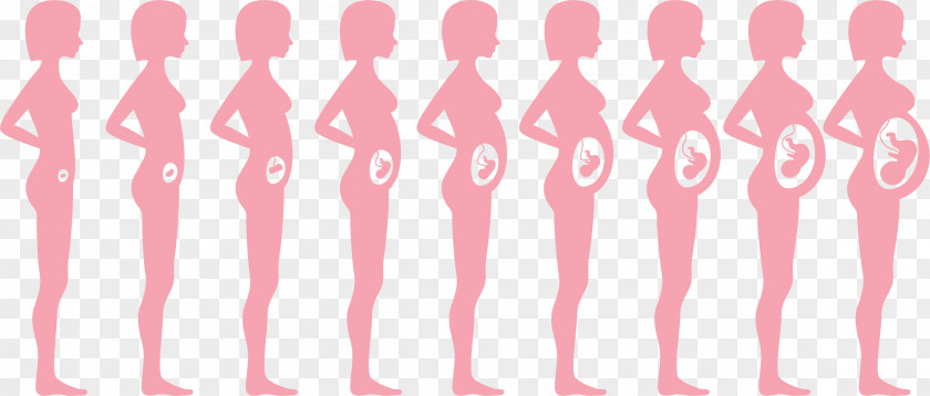 The Belly Of A Child Pregnancy Fetus Infant Woman PNG