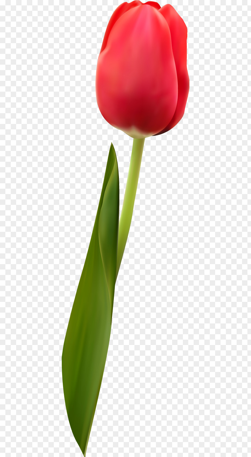 Vector Tulip 36 Watercolor Painting PNG