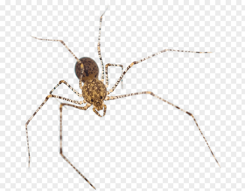 Beetle Barn Spider Macroplea Pubipennis Helsinki Water PNG