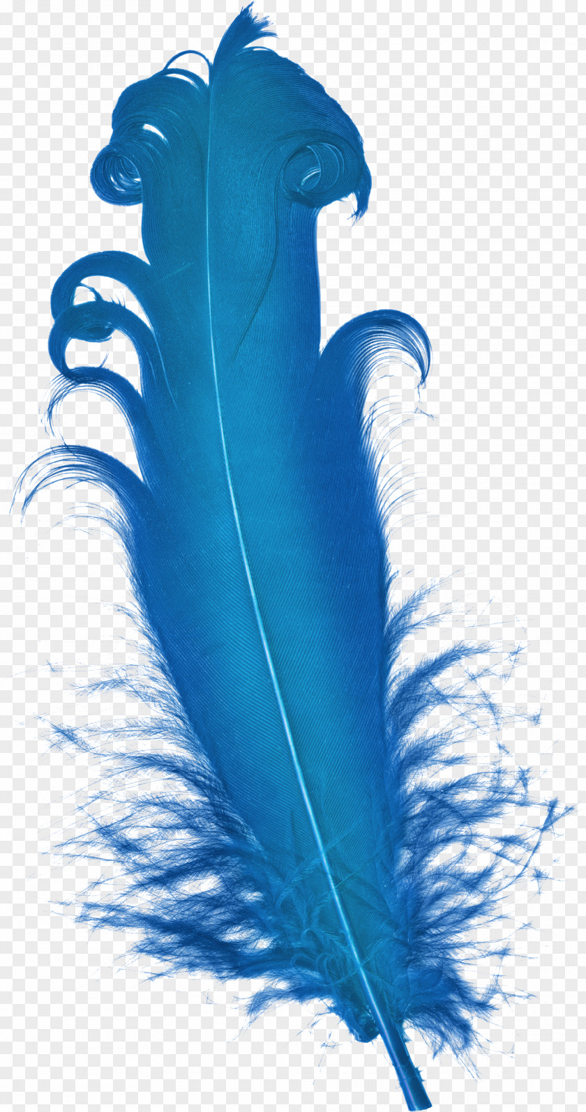 Blue Feather Clip Plumage PNG
