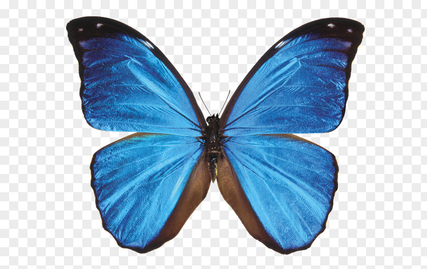 Butterfly Blue Sky Background Morpho Menelaus Didius Peleides Neotropical Realm PNG