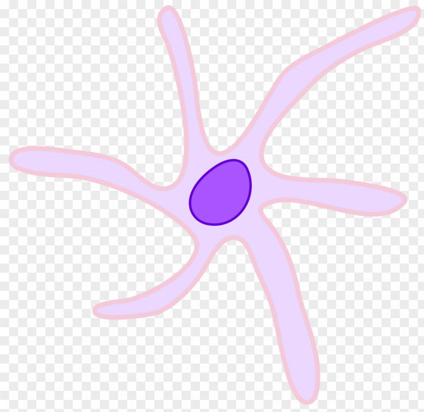 Cell Dendritic White Blood Langerhans Progenitor PNG
