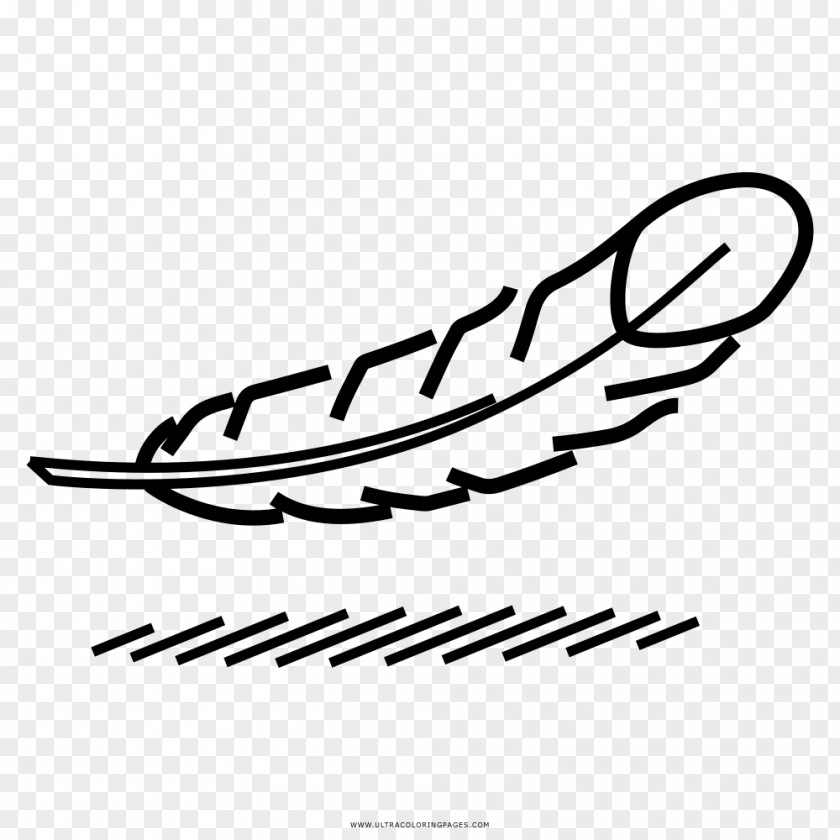 Feather Coloring Book Drawing Bird Pens PNG