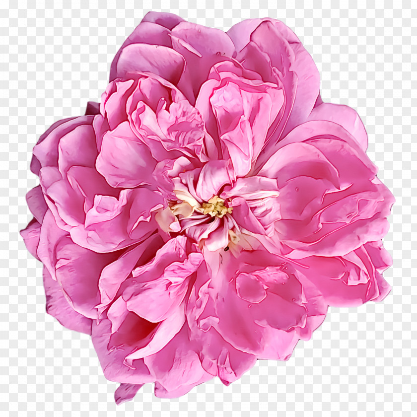 Garden Roses PNG