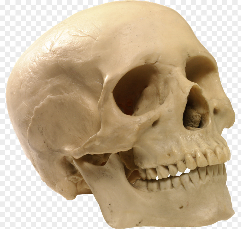 Skull Human Skeleton PNG