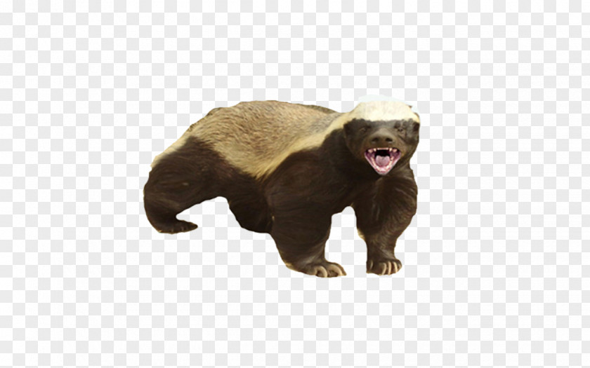 Wolverine Honey Badger Image PNG