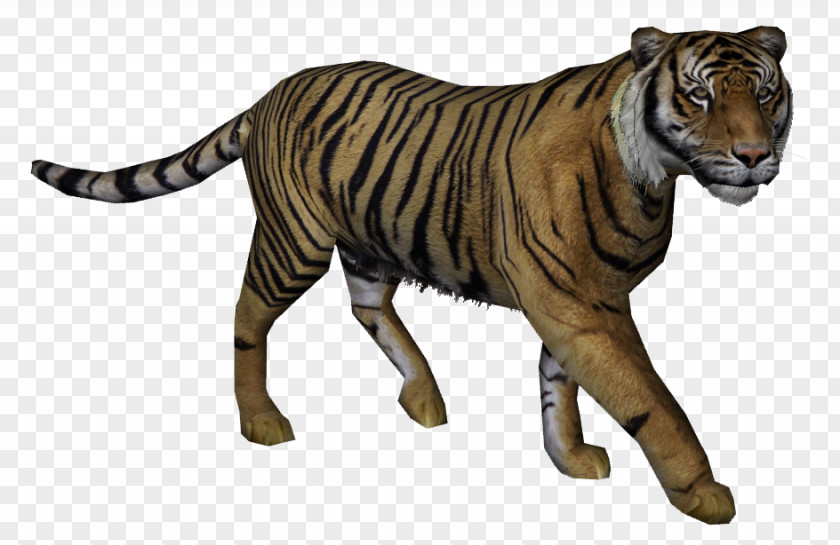 Bali Javan Tiger Felidae Cat PNG