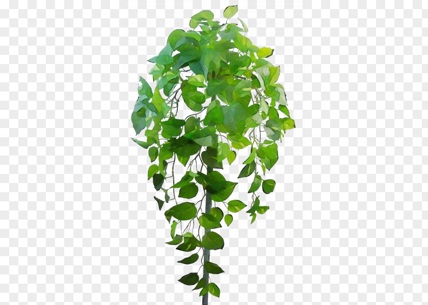 Ivy Family Tree PNG