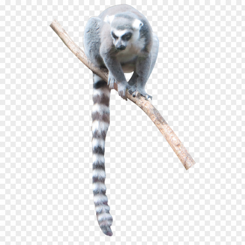 Lumer Lemur Monkey Bird Graphic Design PNG