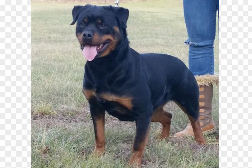 Puppy Rottweiler Pit Bull Dobermann Dog Breed PNG