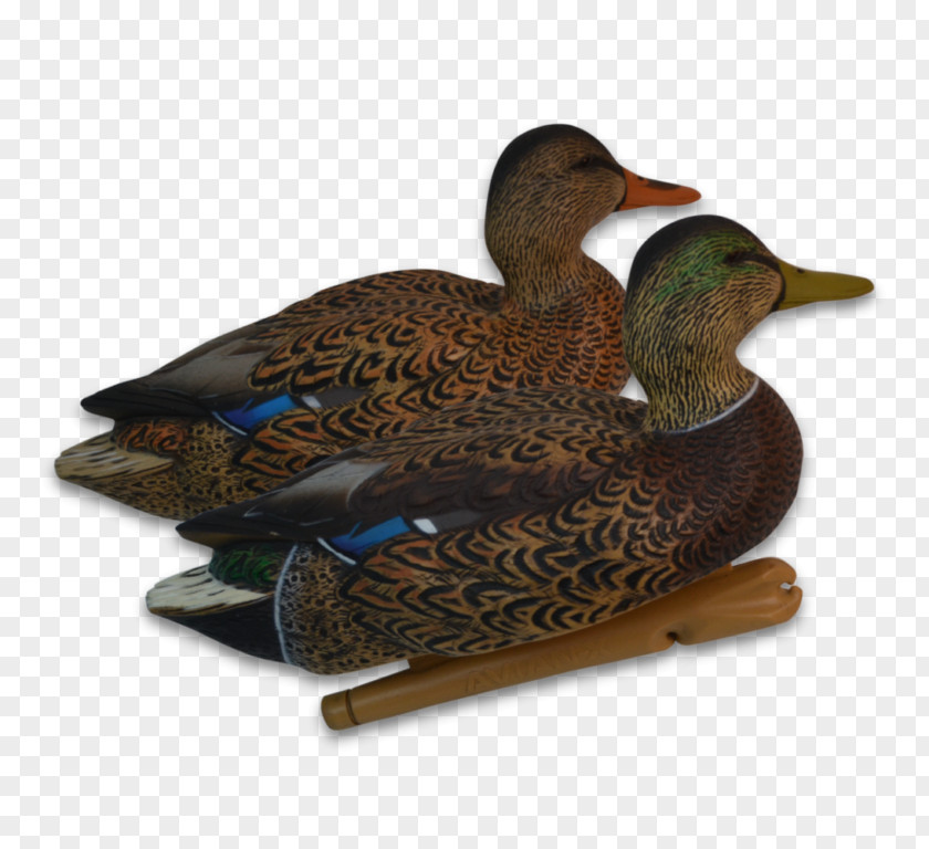 Duck Mallard Decoy Waterfowl Hunting PNG